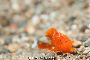 I jump__Frogfish_juvenile
Aniloa, the Philippines by Mickle Huang 